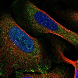 Liprin alpha 1 Antibody, Novus Biologicals 25 &mu;L, Unlabeled:Antibodies,